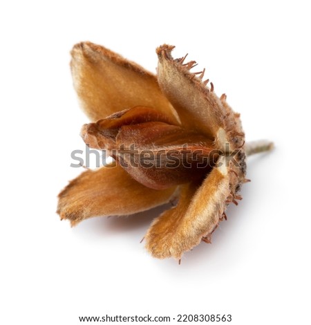 Single beech nut isolated on white background 