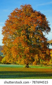 Single Beech tree, Fagus sylvatica, in beautiful Autumn colours, Gloucestershire, UK