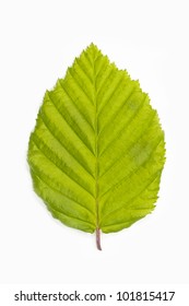 Single Beech Tree Leaf (Fagus) On White Background