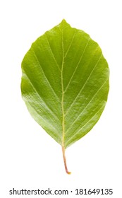 Single Beech Tree Leaf On White Background