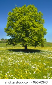 Single Beech Tree At Spring