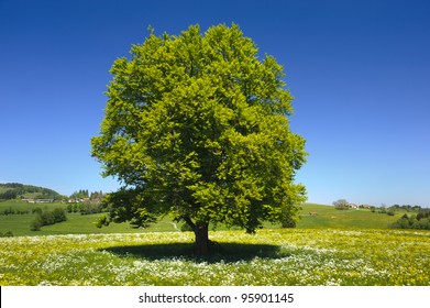 Single Beech Tree At Springtime