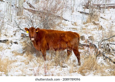 A Single Beef Cow In A Farm Field During The Winter Season. Taken In Alberta, Canada