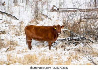 A Single Beef Cow In A Farm Field During The Winter Season. Taken In Alberta, Canada