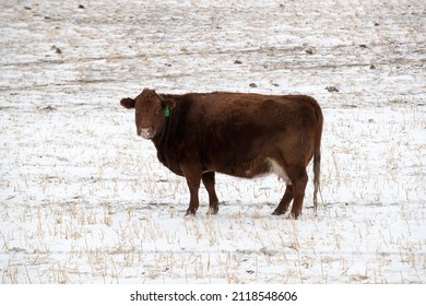 A Single Beef Cow In A Farm Field During The Winter Season. Taken In Alberta, Canada