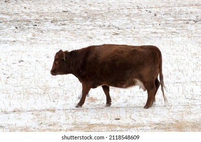 A Single Beef Cow In A Farm Field During The Winter Season