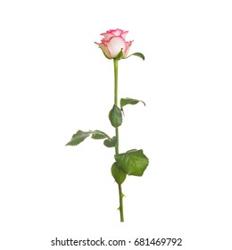 Single beige rose with a pink strip on the petals. Long stem, green leaves, isolated on a white background