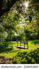 Single Bench And Beautiful Shadow Under The Big Tree In The Public Botanic Garden With Soft Sun Rays Shining Through Branches. Scenery Of Outdoor Park, Recreation And Relaxation Place. Nature Retreat.