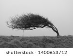 A single bent tree, weathered by strong coastal winds. Monochrome landscape photography in black and white.