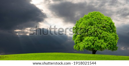 single big beech tree on meadow at springtime with dramatic clouds