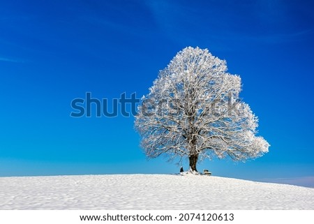single big lime tree in winter with frost