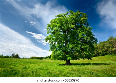 Single Big Oak Tree In A Meadow Near The Forest