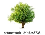 Single big tree isolated on white background. Tropical wood plant for advertising, architecture design, clipping path. Green leaf forest and foliage. Large trunk growth lone in spring or summer