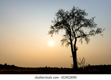 single big tree on background of sunset, silhouette.