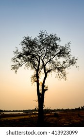 single big tree on background of sunset, silhouette.