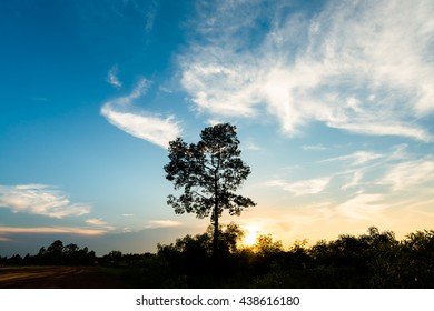 single big tree on background of sunset, silhouette.