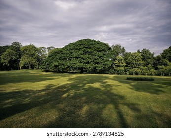 Single big tree standing alone in field under cloudy sky. concept of lonely waiting and solitude. 