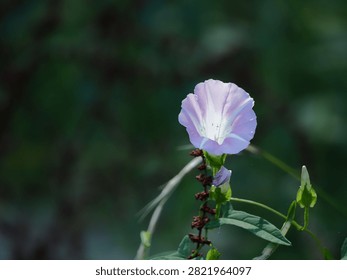 A single bindweed flower was blooming