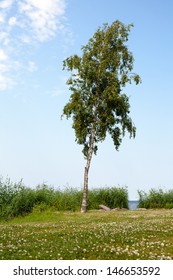 Single Birch Tree