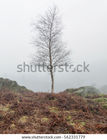 Single Birch Tree with bare branches on a foggy cold winter morning.