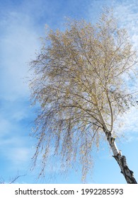 A Single Birch Tree In The Clear Autumn Sky.