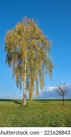 A Single Birch Tree In The Clear Autumn Sky