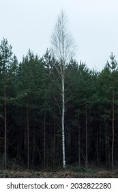 Single Birch Tree In Front Of Pine Forest