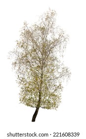 Single Birch Tree Isolated 