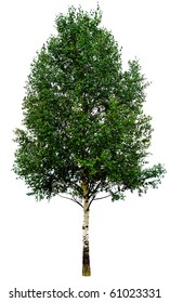 single birch  tree isolated
