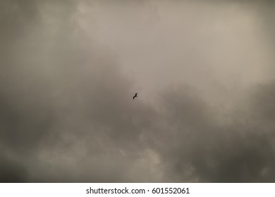 single bird in clouds