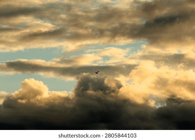 Single bird flying against dramatic cloudy sky with golden evening light