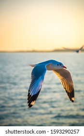 Single Bird Flying In The Evening Sky