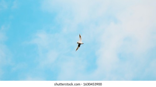 Single Bird Flying Overhead In Blue Cloudy Sky. Nature Sky Landscape With Gull Bird. Beautiful Natural Wallpaper