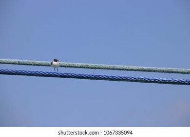 Single bird perched