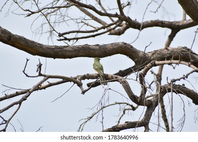 Single bird sitting old tree branch.