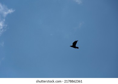 A Single Bird In The Sky Emptiness.