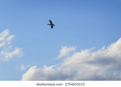 Single Bird Soaring Through Soft Clouds