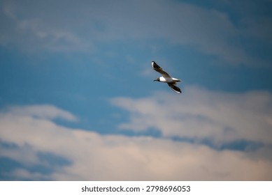 a single bird soars gracefully through a cloudy sky, showcasing the freedom of flight.