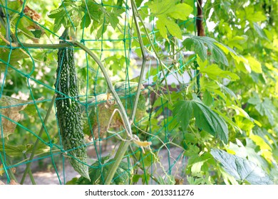 Single Bitter Gourd Growing Field Stock Photo 2013311276 | Shutterstock