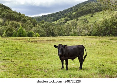 Single Black Angus Steer In A Vast Green Agricultural Pasture Against Trees And Hills In Country Region