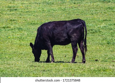 Single Black Beef Cow Bent Over Grazing on Grass Field Creating Methane Emissions Contributing to Climate Change