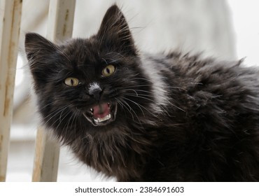 Single black cat face from bottom in angry mood - Powered by Shutterstock