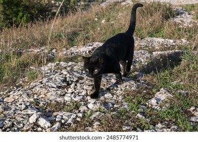 Single black cat with yellow eyes walking on the ground outside in the wild - Powered by Shutterstock