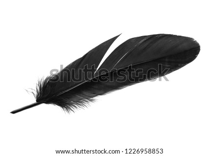 Single Black feather isolated on white background.