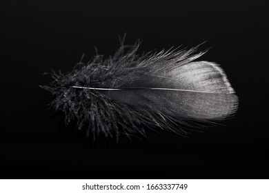Single black feather on black background.