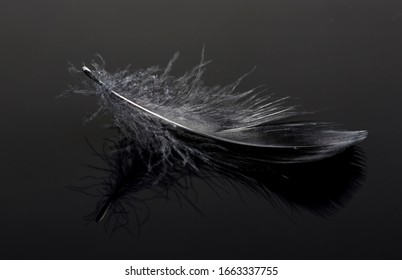 Single black feather on black background.