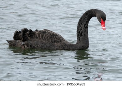 A Single Black Swan On Water