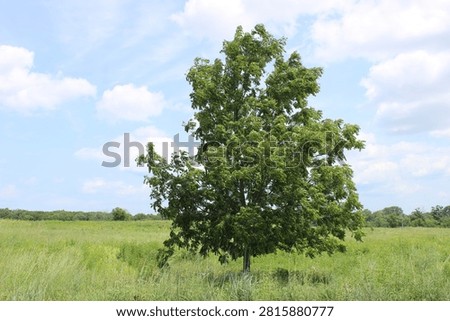 Single black walnut tree in a field at Linne Woods in Morton Grove, Illinois