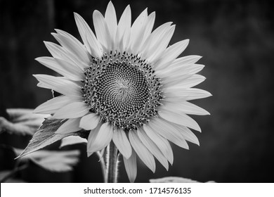 Single Black And White Sunflower