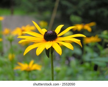 Single Blackeyed Susan